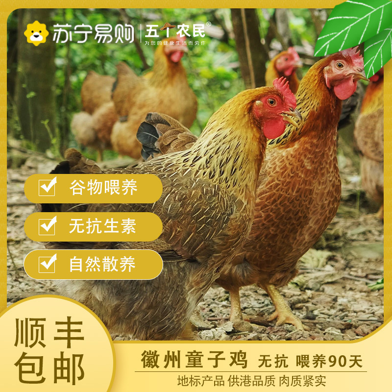 [五个农民] 徽州童子鸡 900g±50g每只 无抗 喂养90天左右