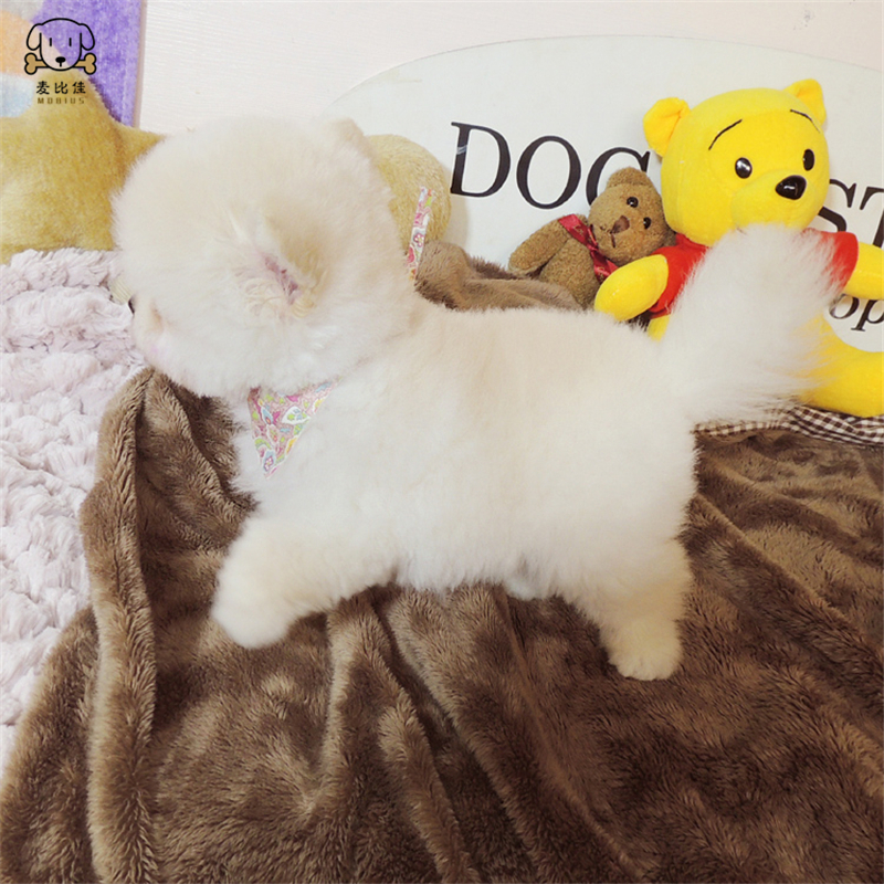 麦比佳 狗狗活体纯种博美犬幼犬哈多利系球体博美俊介狗长不大茶杯犬玩具型迷你袖珍博美宠物狗微小体杯子狗视频挑选高清大图