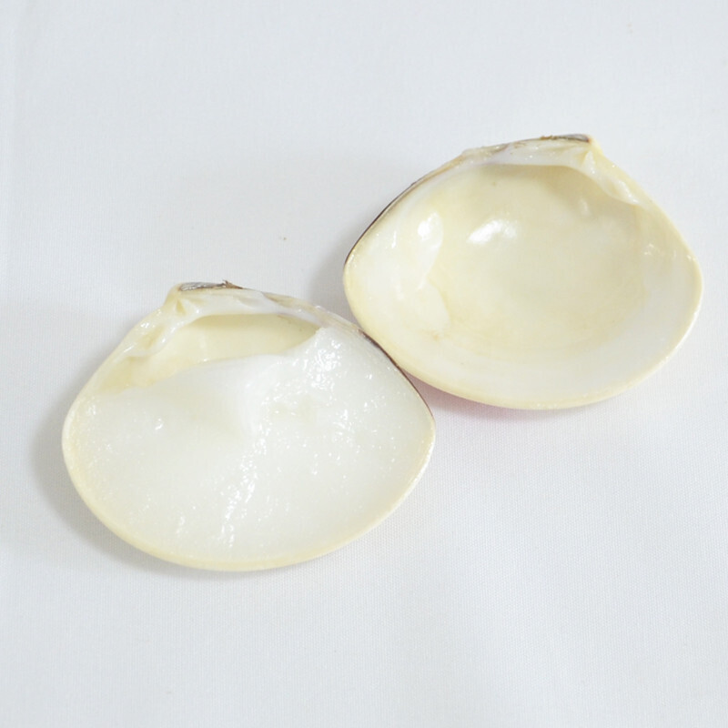 12个装上海牌老国货哈利蛤蜊油贝壳油歪子油滋润湿护手霜手足裂口