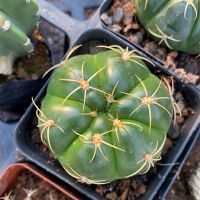 稀有趴刺天王丸仙人球 多肉植物室内阳台易养开花防辐射绿植盆栽 实生趴刺天王6-7cm 含盆