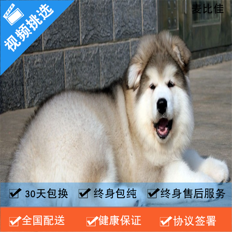麦比佳 纯种巨型阿拉斯加幼犬活体宠物 熊版十字脸阿拉斯加雪橇犬 双血统烟灰色桃脸阿拉斯加幼崽 大型犬雪橇犬阿拉斯加犬1高清大图