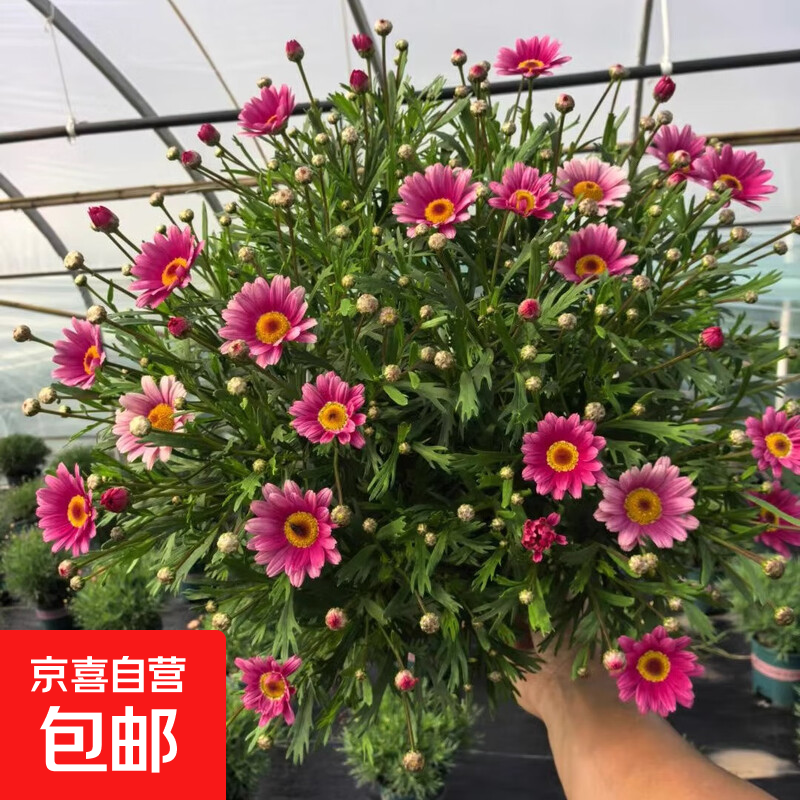 玛格丽特(花朵直径3-5厘米)株高20-40cm,冠幅20-30cm高清大图