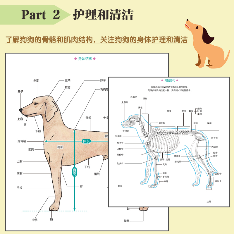 宠物狗美容图解教程:清洁、护理、造型 [正版]宠物狗美容图解教程日本犬业协会权威美容师编写 提升爱犬和主人幸福感的指导手高清大图