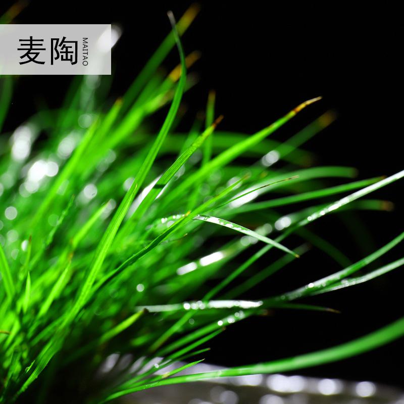 美帮汇禅创意陶瓷花盆简约个性菖蒲袖珍椰子植用室内组合盆栽装饰品高清大图