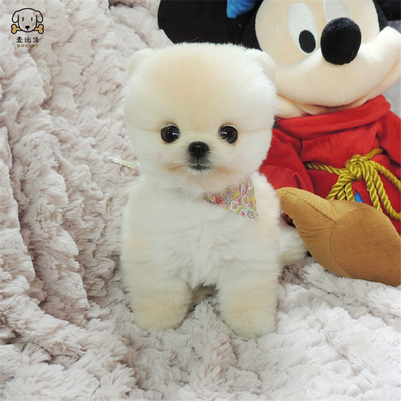 麦比佳 狗狗活体纯种博美犬幼犬哈多利系球体博美俊介狗长不大茶杯犬玩具型迷你袖珍博美宠物狗微小体杯子狗视频挑选高清大图
