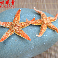 福曦堂 干海星 海星 海南海星 海南干海星 泡酒料 可搭配海马 海龙等 海星 250克*1袋
