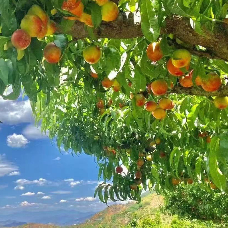 [苏鲜生]四川攀枝花白心油桃 新鲜水果桃子 产地直发 5斤装 单果50