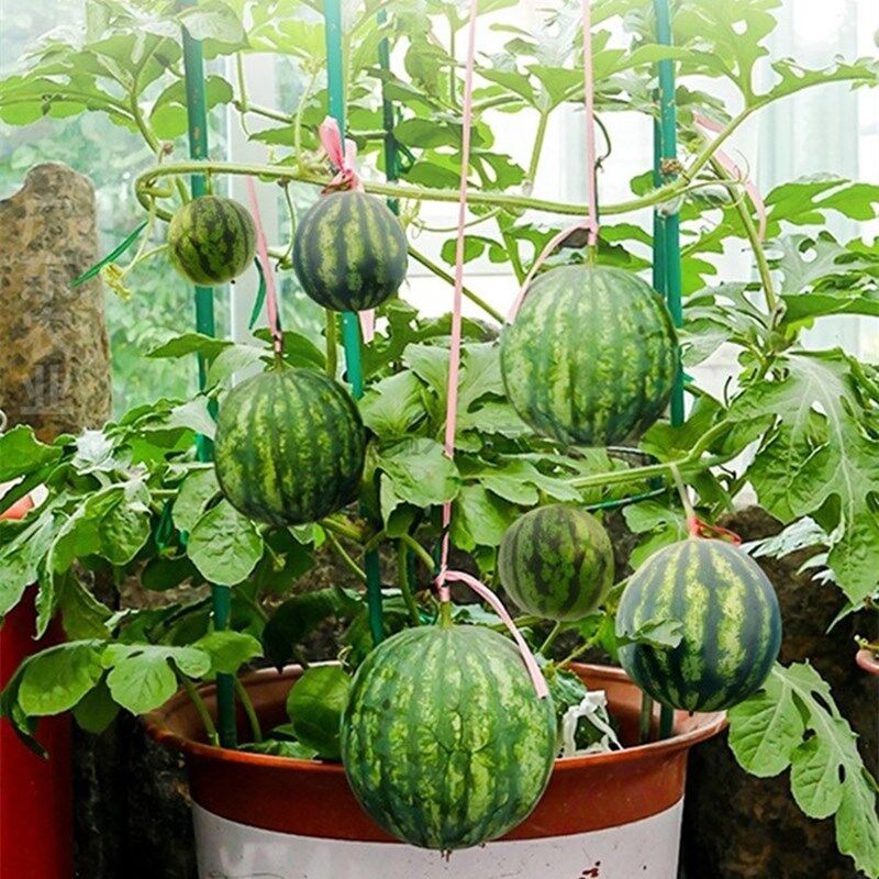 嫁接西瓜苗8424西瓜苗阳台盆栽西瓜大棚种植西瓜秧苗蔬菜苗甜瓜苗参数配置 规格 性能 功能 苏宁易购