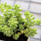 津沽园艺 多肉植物 景天科多肉植物 玉缀 玉坠 办公室绿植盆栽花卉高3cm