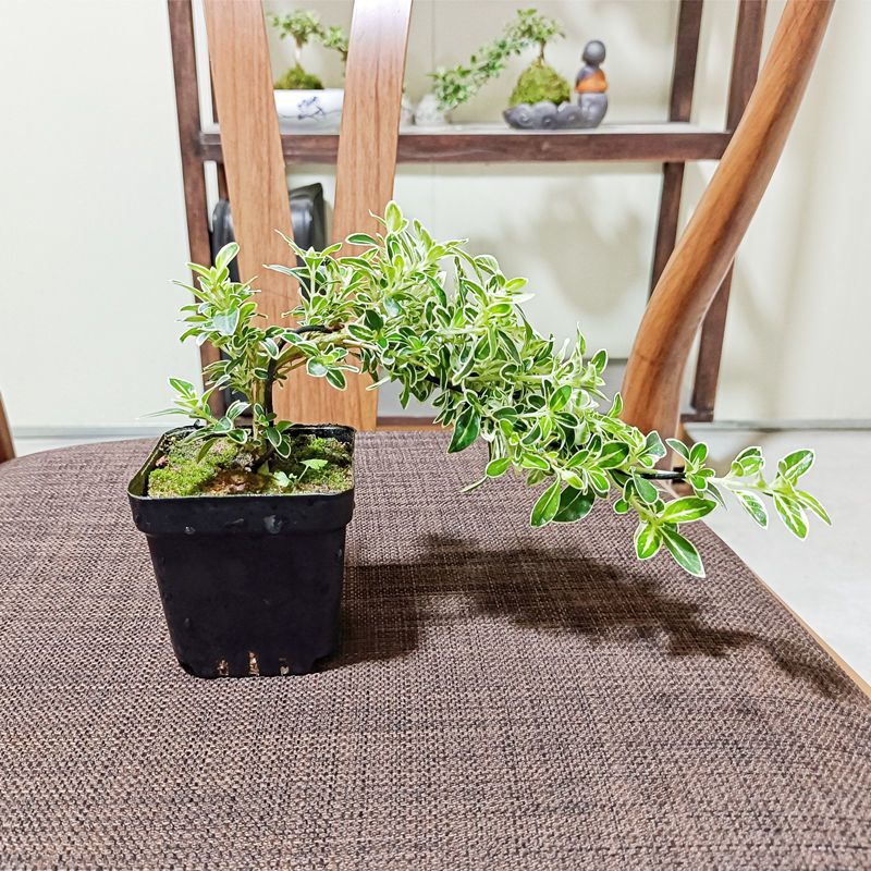 金边悬崖六月雪提跟造型盆栽四季常青好养易活室内办公绿植小盆景悬崖