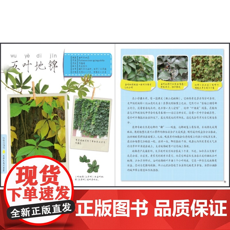 好看的植物 发现植物 科普读物 植物百科 少年儿童出版社高清大图
