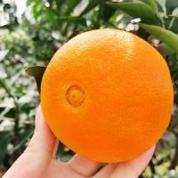 【预售9月30发货】纯鲜嘉 四川爱媛38号果冻橙 5斤小果精选 约20-24个 新鲜橙子应季现摘现发柑橘水果四川甜橙