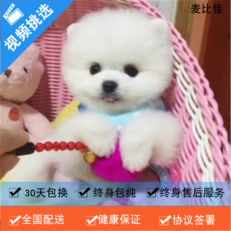 麦比佳 纯种哈多利系球体博美犬幼犬俊介 茶杯博美犬 日系俊杰双血统长不大的茶杯狗白色博美犬 赛级博美犬活体狗狗纯种博美犬高清大图