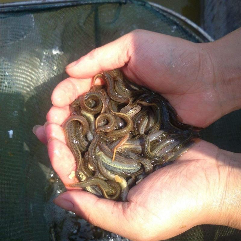 活泥鳅鲜活小泥鳅筏钓野生泥鳅苗寸苗台湾养殖鳄龟饲料宠物鱼>800_800