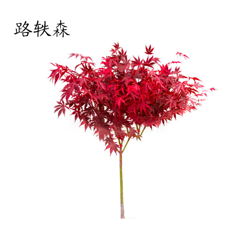 路轶森 红枫树苗 5公分 棵高清大图
