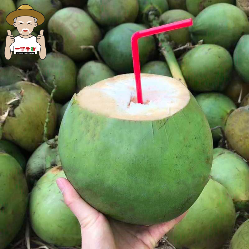 一贤生鲜预售海南带皮椰青热带椰子4个装新鲜带皮椰子营养美味西沛