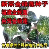 药材种子 金线莲 金线兰 银线莲种子 可阳台庭院种植花草林木种子 100粒+肥