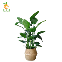 廷豪果 原盆天堂鸟 150-170cm