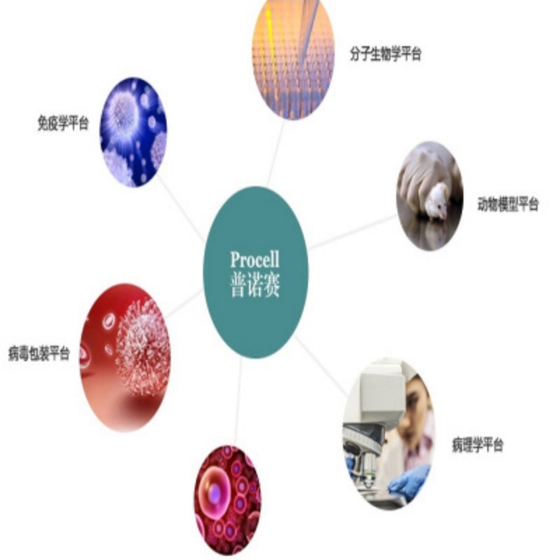 Pricella 无血清非程序冻存液 100mL PB180438 1瓶高清大图