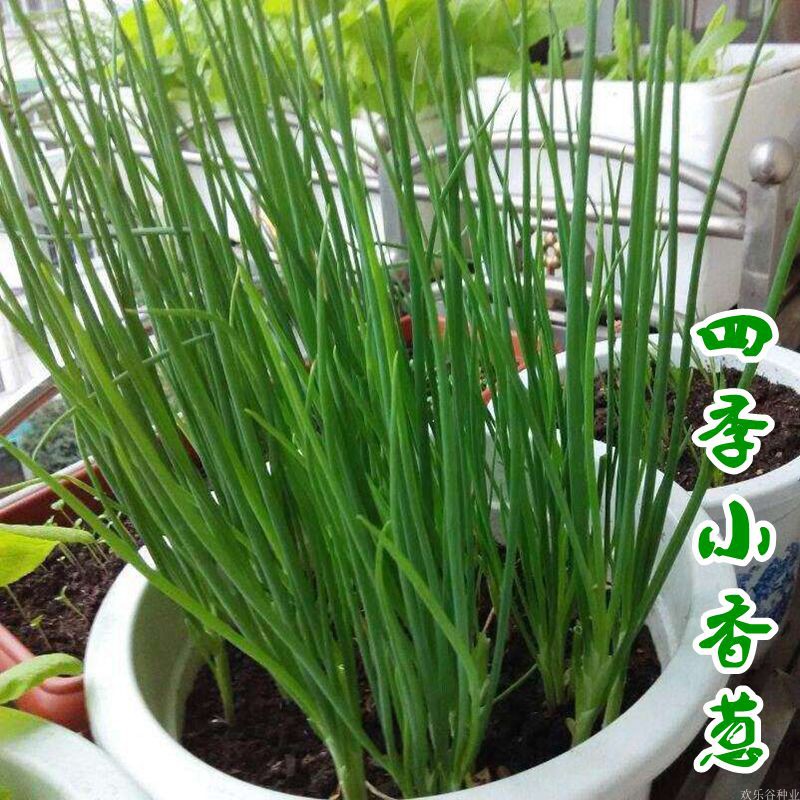 庭院阳台四季小香葱种子盆栽小葱蔬菜种子籽四季播种孑播种开花高清大图