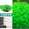 爬地矮珍珠前景水草植物日本水下叶鱼缸造景水培真草古法养鱼趴地