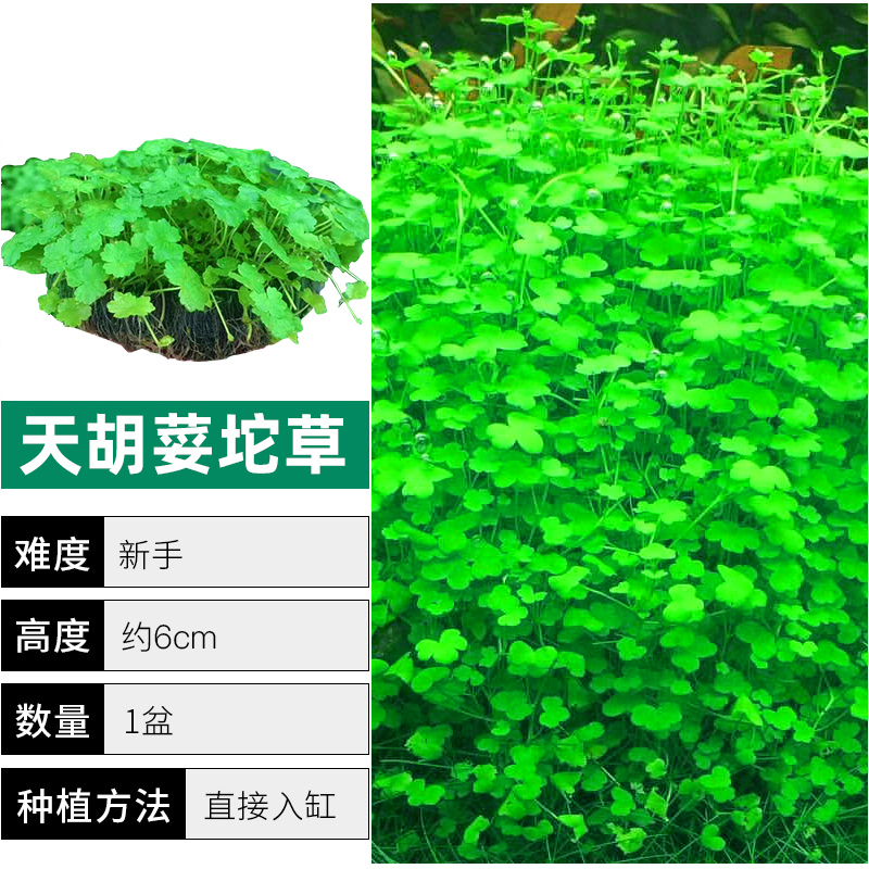 爬地矮珍珠前景水草植物日本水下叶鱼缸造景水培真草古法养鱼趴地