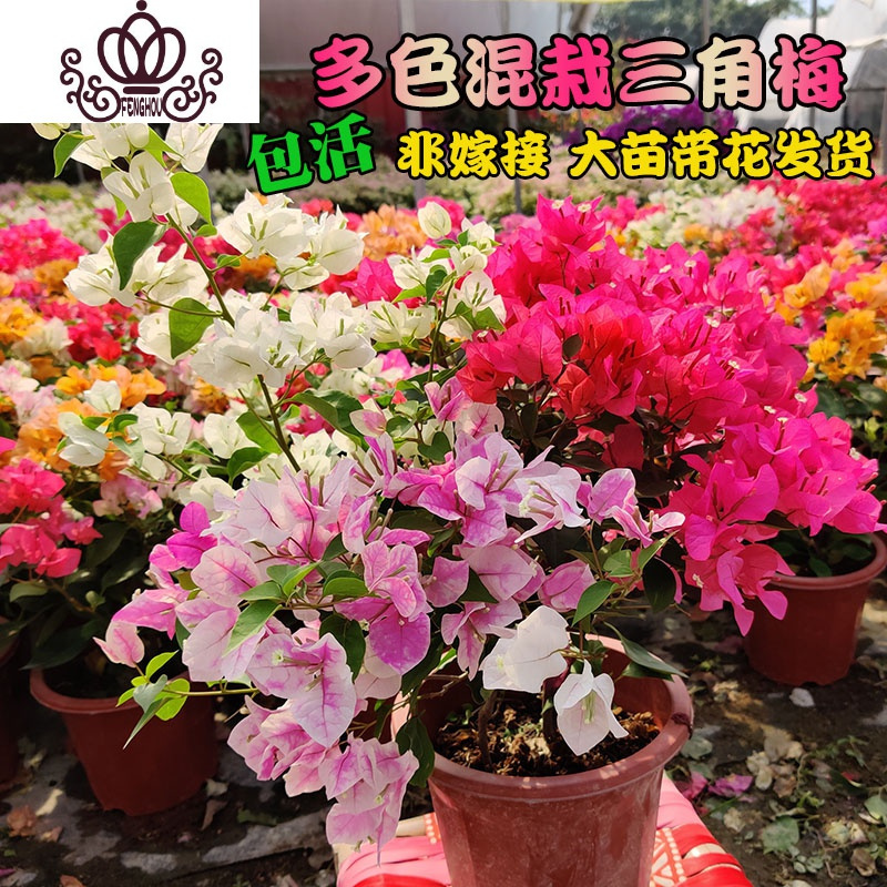 封后(FENGHOU)三角梅盆栽花卉植物室内嫁接多色巴西爬藤三角梅带花发货四季开花 金心双色三角梅大苗高度40-50cm