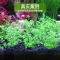 水泥专用沙鱼缸装饰肥料底砂种植土陶粒砂水族造景套餐10斤