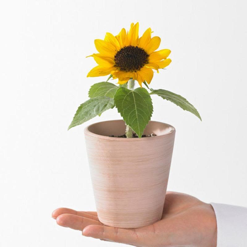 矮向日葵50粒+生长肥料 向日葵种子观赏食用花店切花种籽葵花籽油葵矮秆多头室内外盆栽孑图片