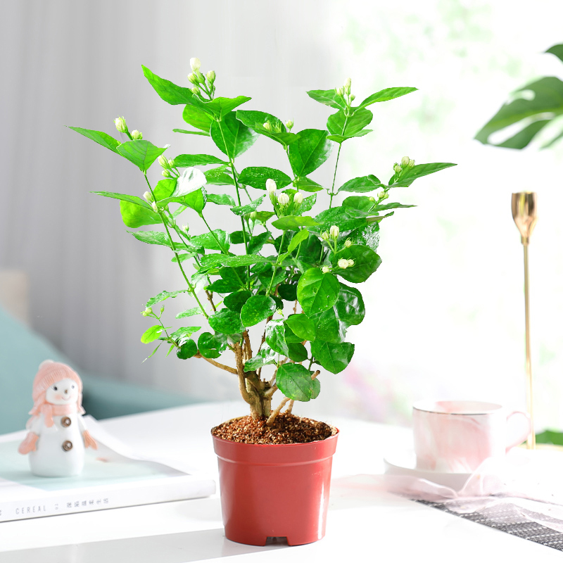 凡博 忆咖蓝 重瓣茉莉花苗盆栽绿植室内花卉观花植物四季好养带花苞开花不断报价 参数 图片 视频 怎么样 问答 苏宁易购