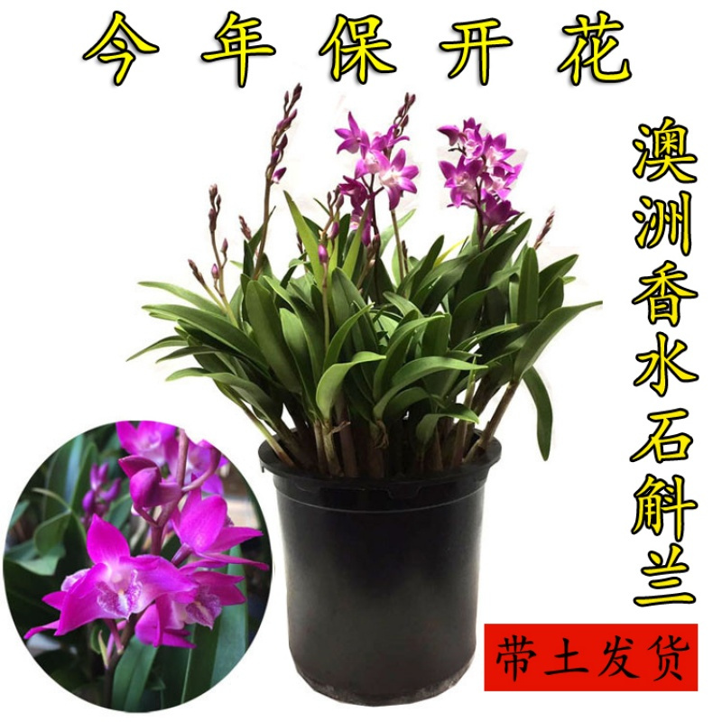 澳洲石斛兰花苗香石斛室内花卉盆栽冬带花苞紫蝶石斛浓香石斛视频介绍 澳洲石斛兰花苗香石斛室内花卉盆栽冬带花苞紫蝶石斛浓香石斛功能演示视频 苏宁易购