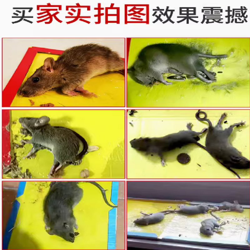 加大粘鼠板高清大图