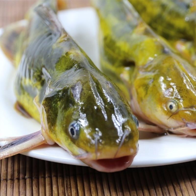 鄱阳湖 新鲜现杀黄辣丁颡鱼黄 活鱼 垮炖鱼 嘎鱼 黄丫头 3斤装包顺丰