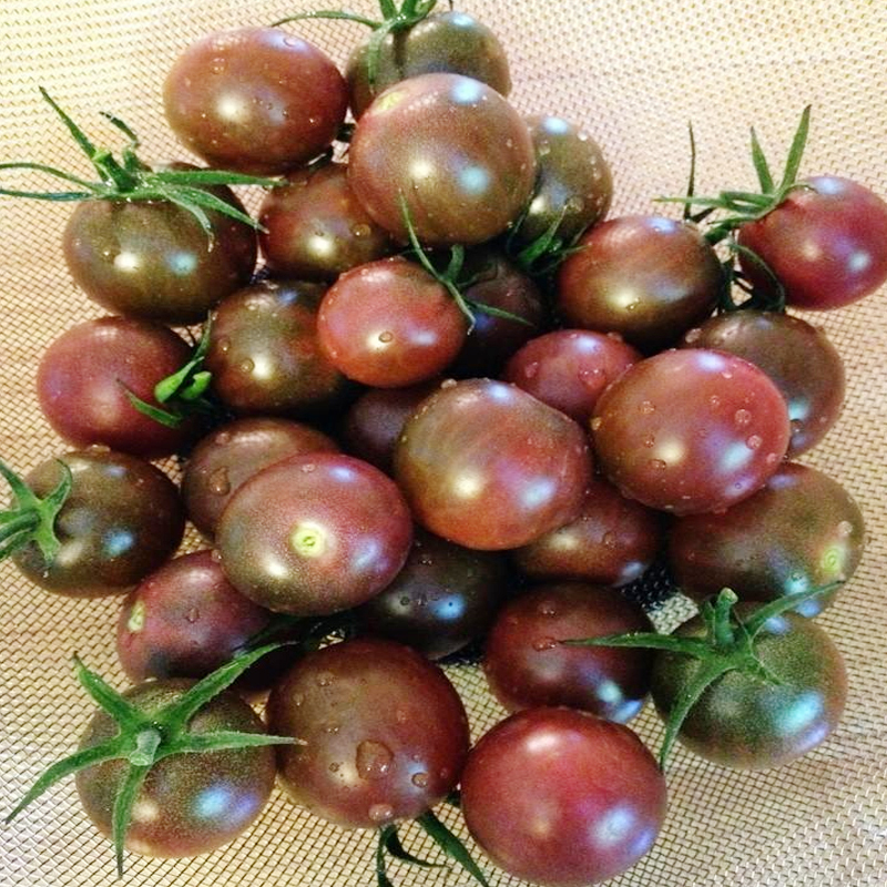 江苏乡村振兴财政集采苏米丰迷彩巧克力西红柿小番茄2kg箱4箱起订单拍