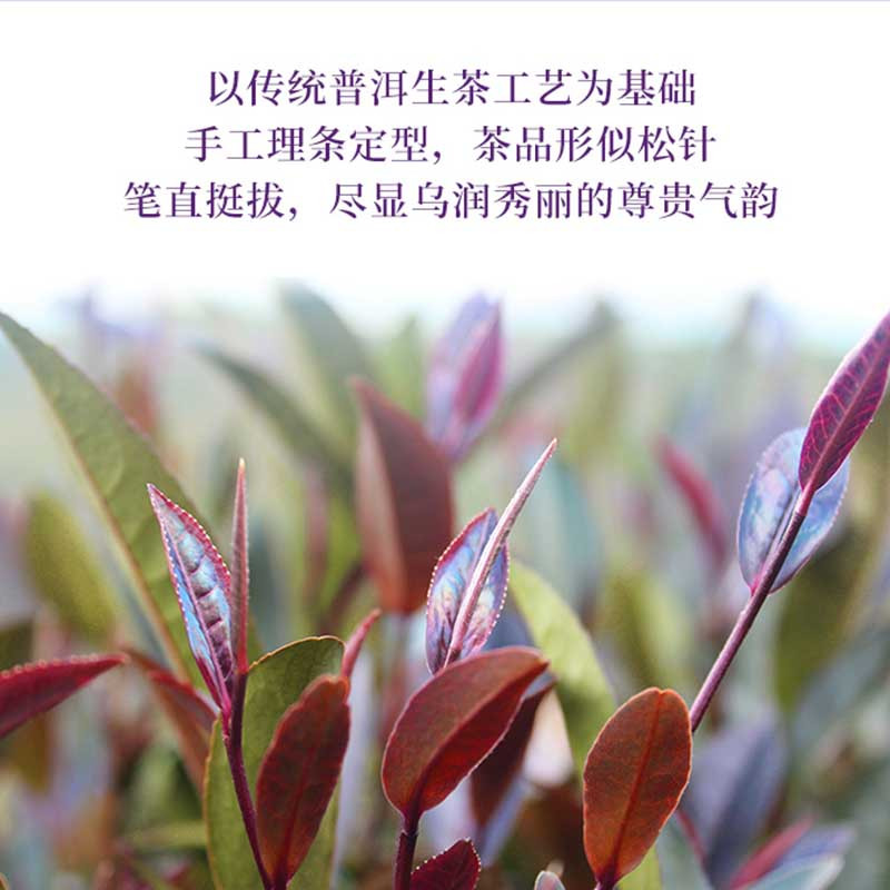 陆羽会云上紫鹃云南普洱大叶种晒青茶普洱散茶分泡袋装茶花香普洱60g