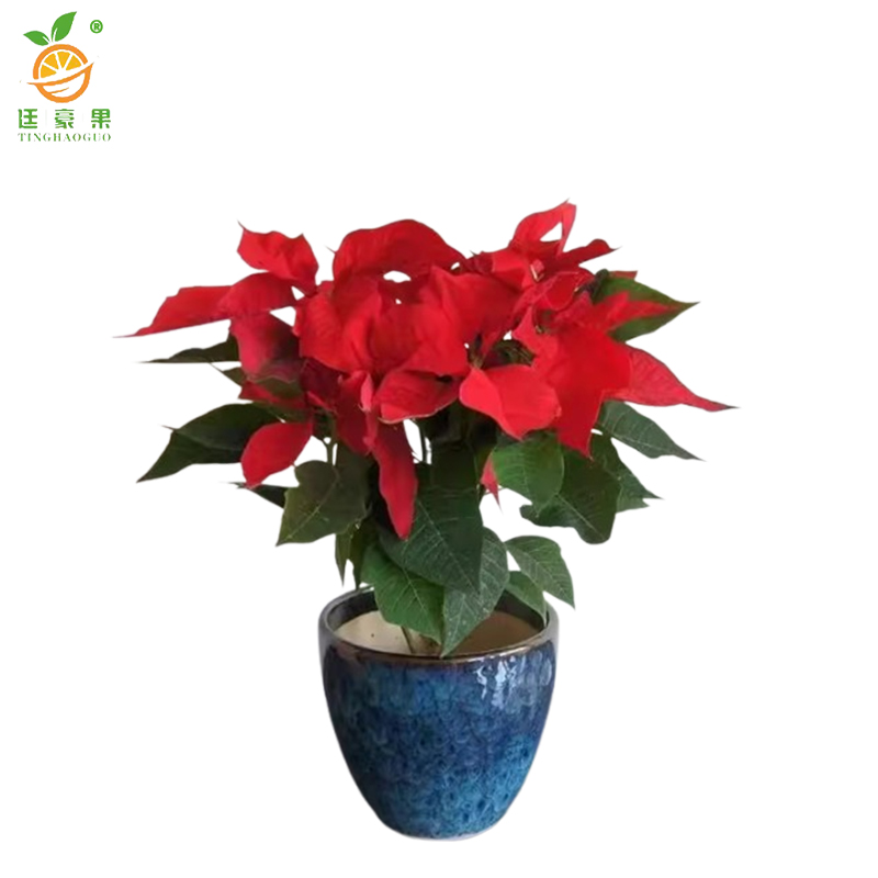 廷豪果 一品红盆栽 20cm高 /棵高清大图