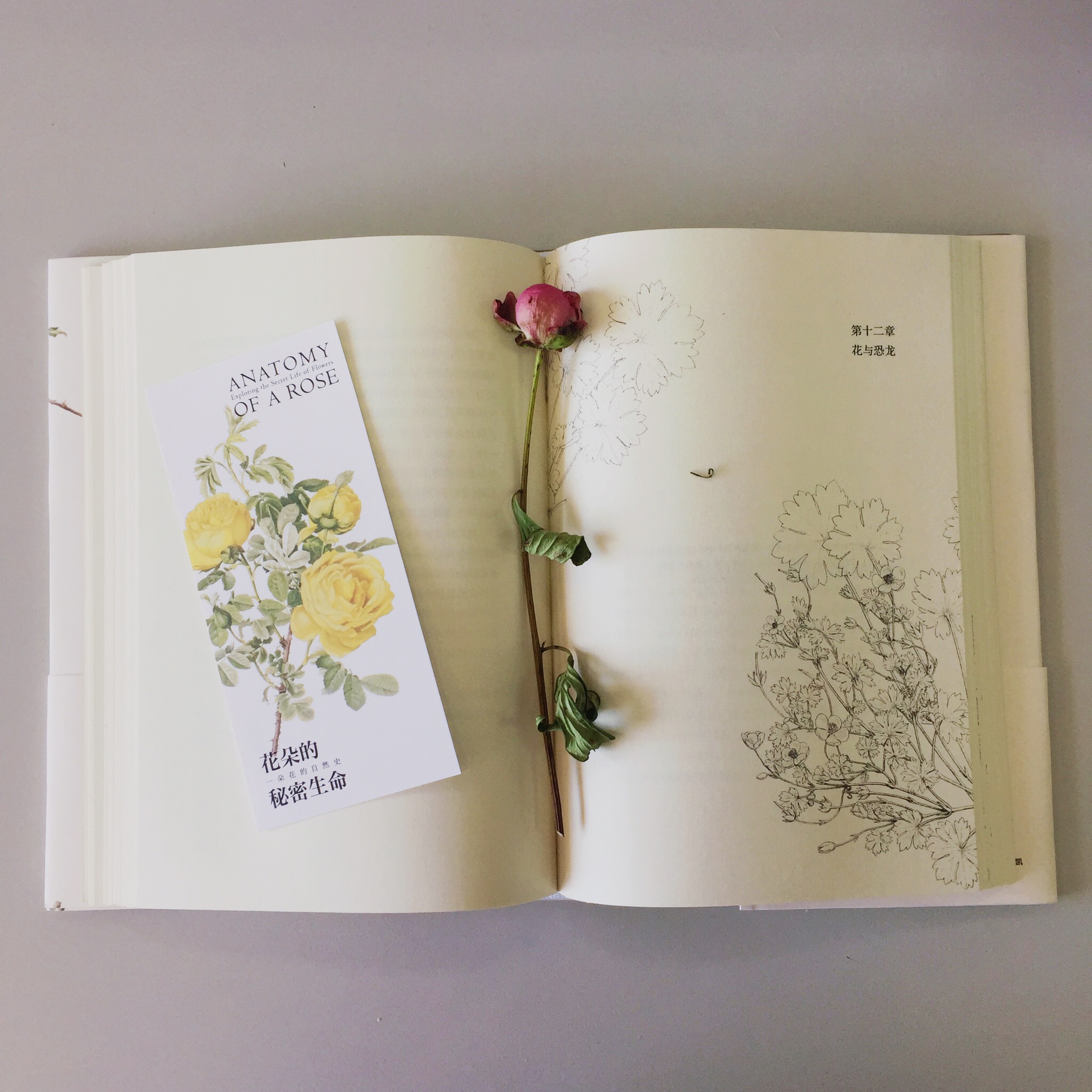 [正版]花朵的秘密生命 以花朵为主题的自然科普读物 深入剖析近200种花朵不为人知 生存与演化高清大图