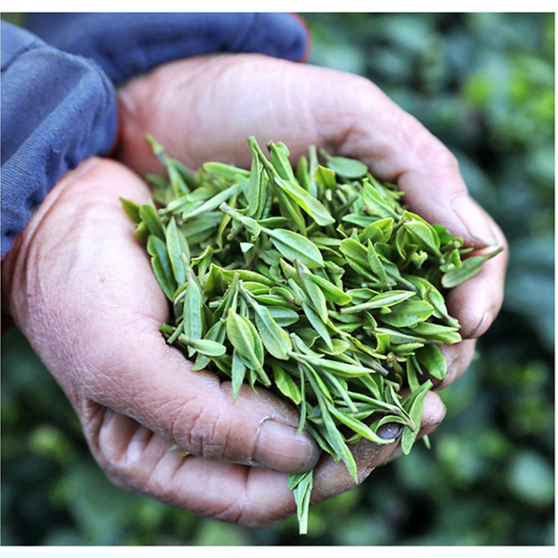 福建高山绿茶茶叶日照充足明前春茶散装浓香型共250g