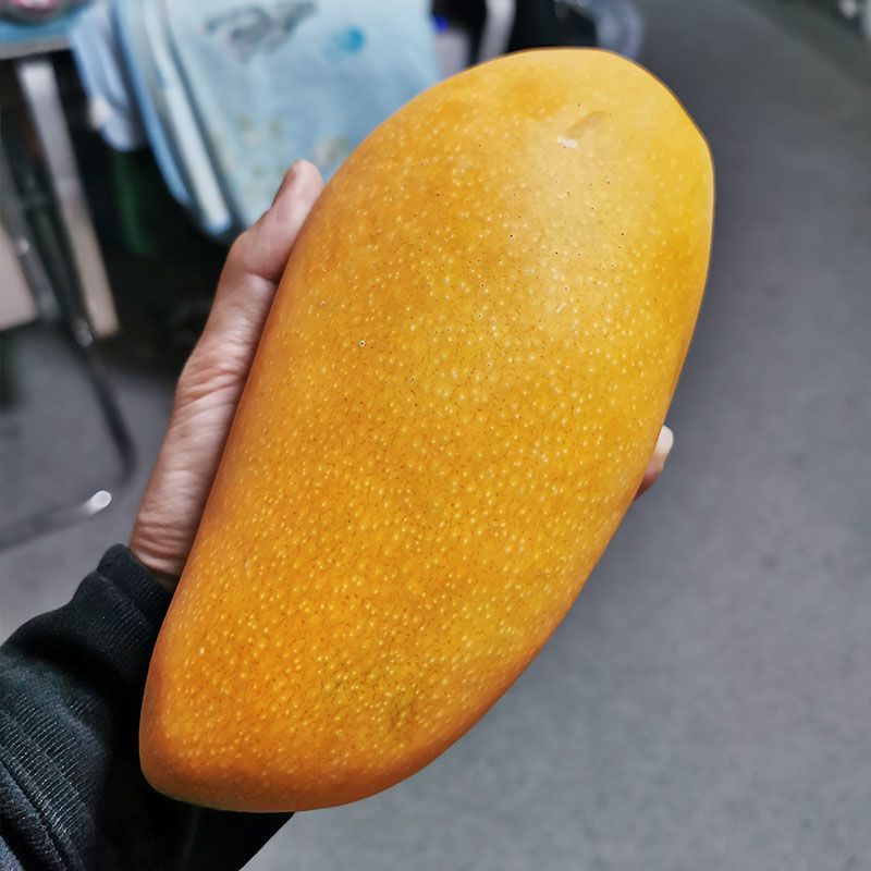 赛卡伊海南应季金煌芒现摘水仙芒新鲜大芒果热带水果整箱水仙芒批发