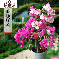 封后(FENGHOU)三角梅盆栽花卉植物室内嫁接多色巴西爬藤三角梅带花发货四季开花 金心双色三角梅大苗高度40-50cm