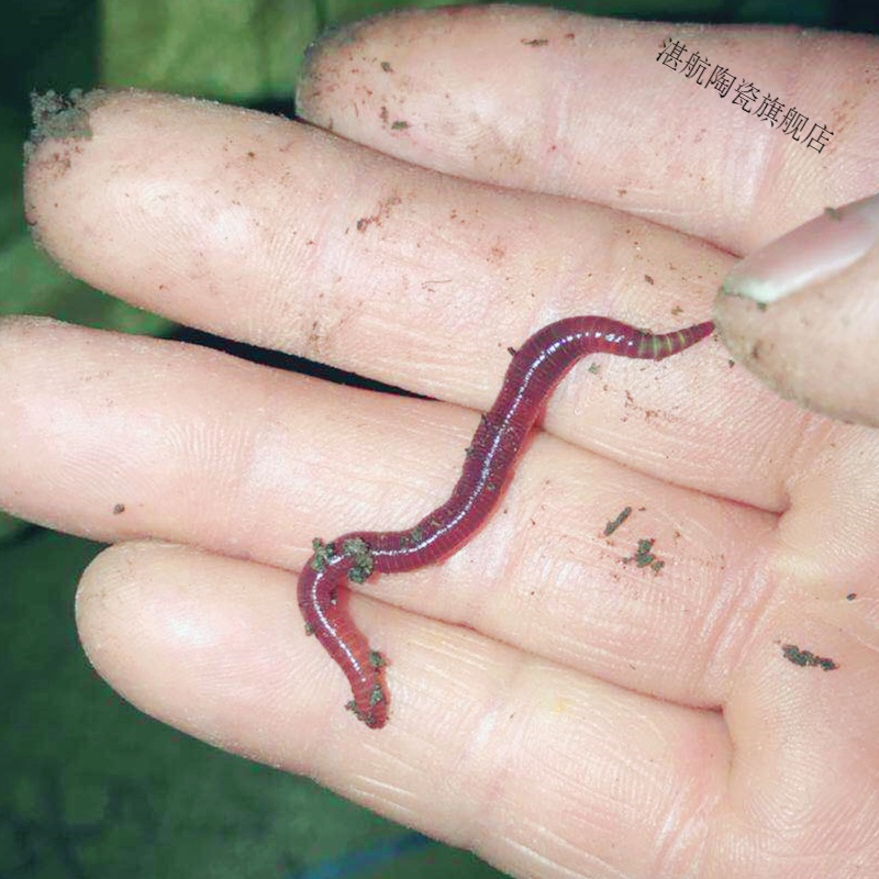 蚯蚓活饵大号散装盒装红蚯蚓饵料鱼饵钓鱼大平二号种苗