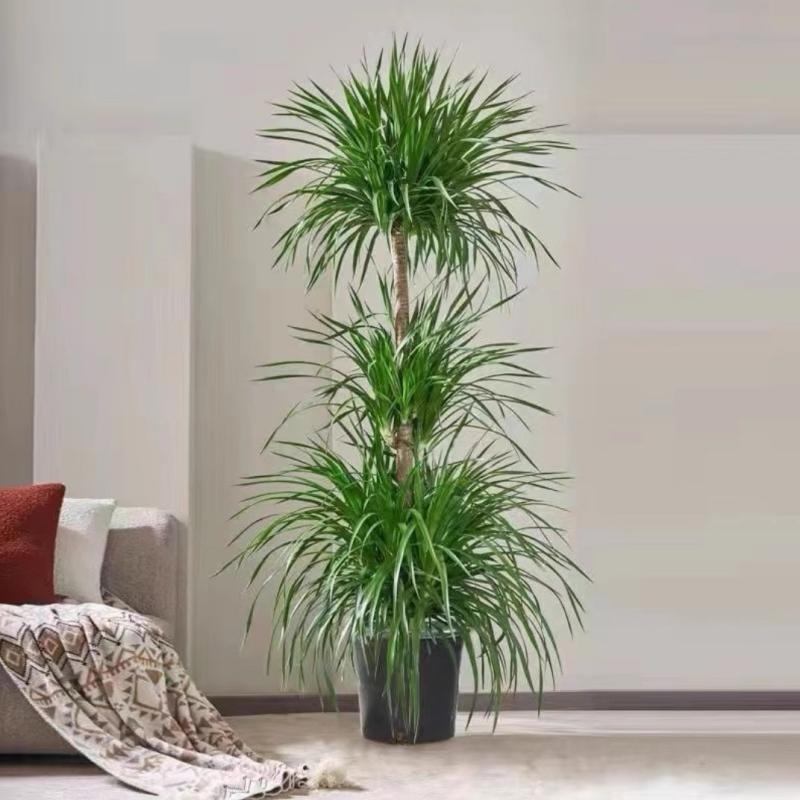 优橙 三头龙须树盆栽大型绿植室内净化空气