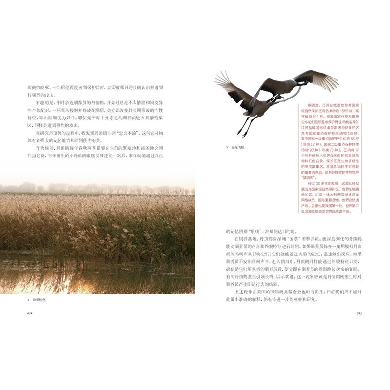 [正版]风中的丹顶鹤——相伴“湿地仙子”的日子