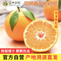 五个农民 蒲江春见耙耙柑9斤中大果(70-80mm)坏果包赔产地直发