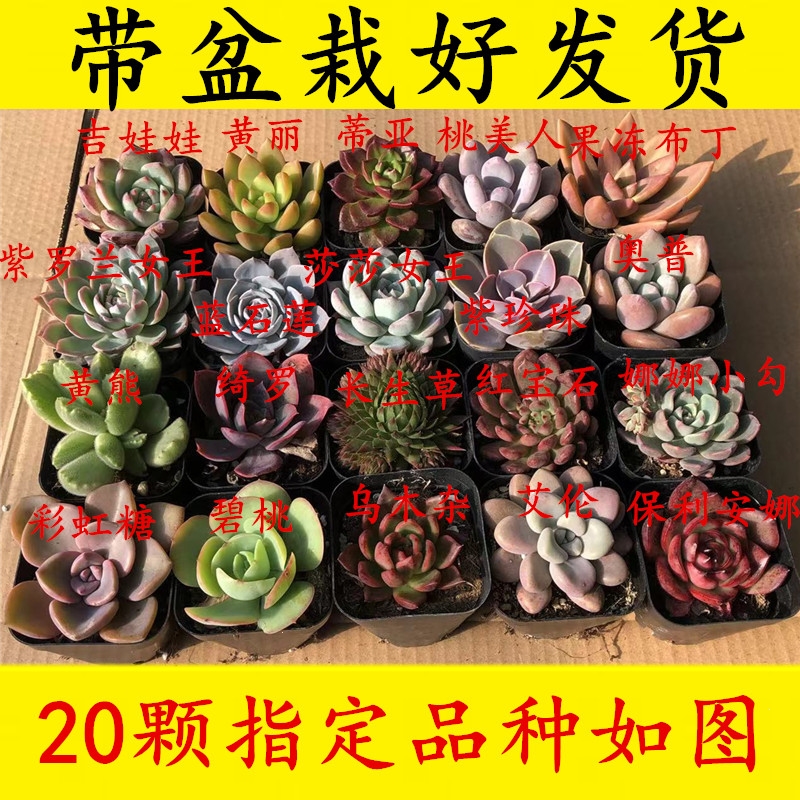 回固40颗多肉清棚小贵货老桩超大组合一筐一拍植物生石花组合盆栽