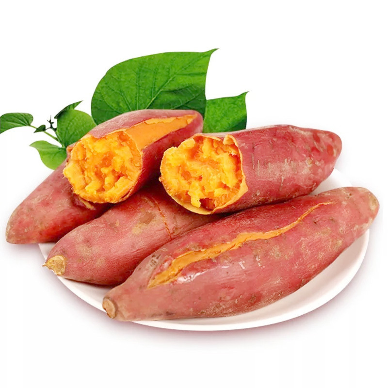 搬山客六鳌沙地红薯新鲜地瓜红薯农家现挖现发红薯中果5斤箱装