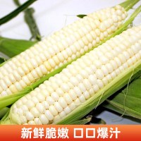 【中华特色】苗家十八洞 湘西本地白糯玉米10斤装 约300-600克/穗 时令新鲜蔬菜