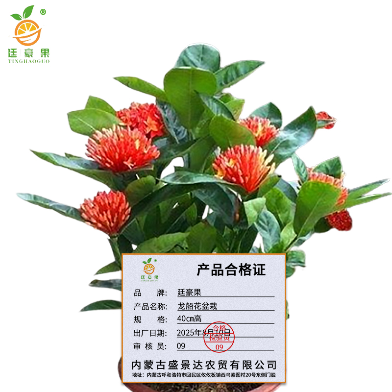 廷豪果 龙船花盆栽 40cm高 /盆高清大图