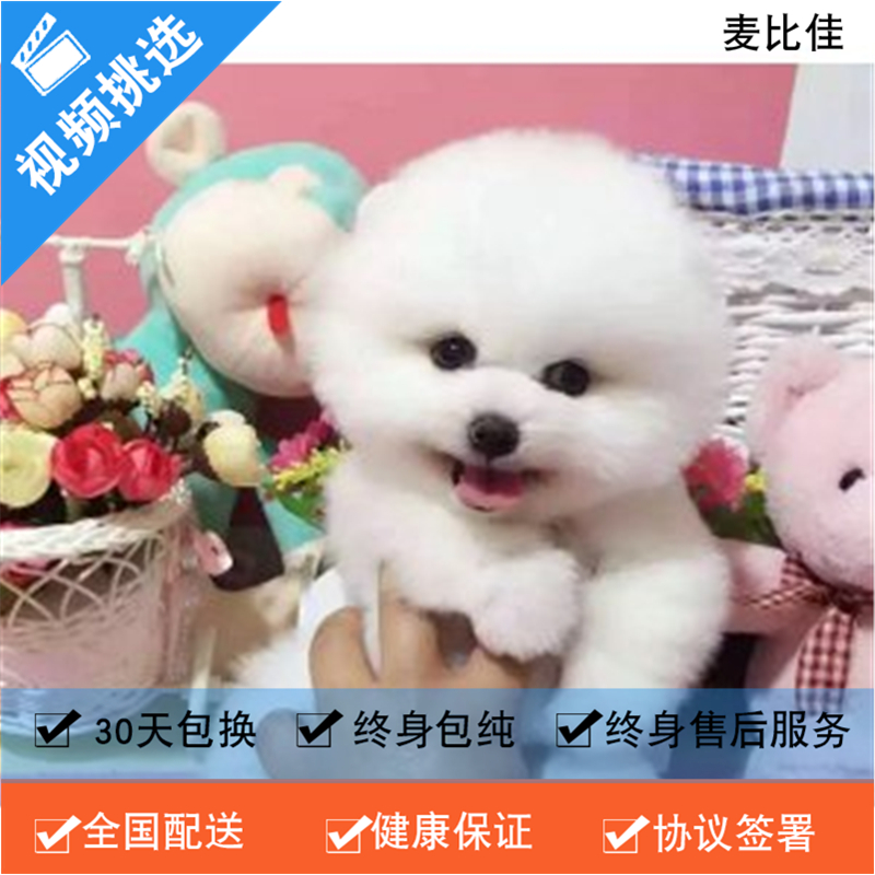 麦比佳 纯种哈多利系球体博美活体宠物 茶杯俊介博美 日系俊杰双血统长不大的茶杯狗白色博美犬 赛级博美犬活体狗狗纯种博美犬高清大图