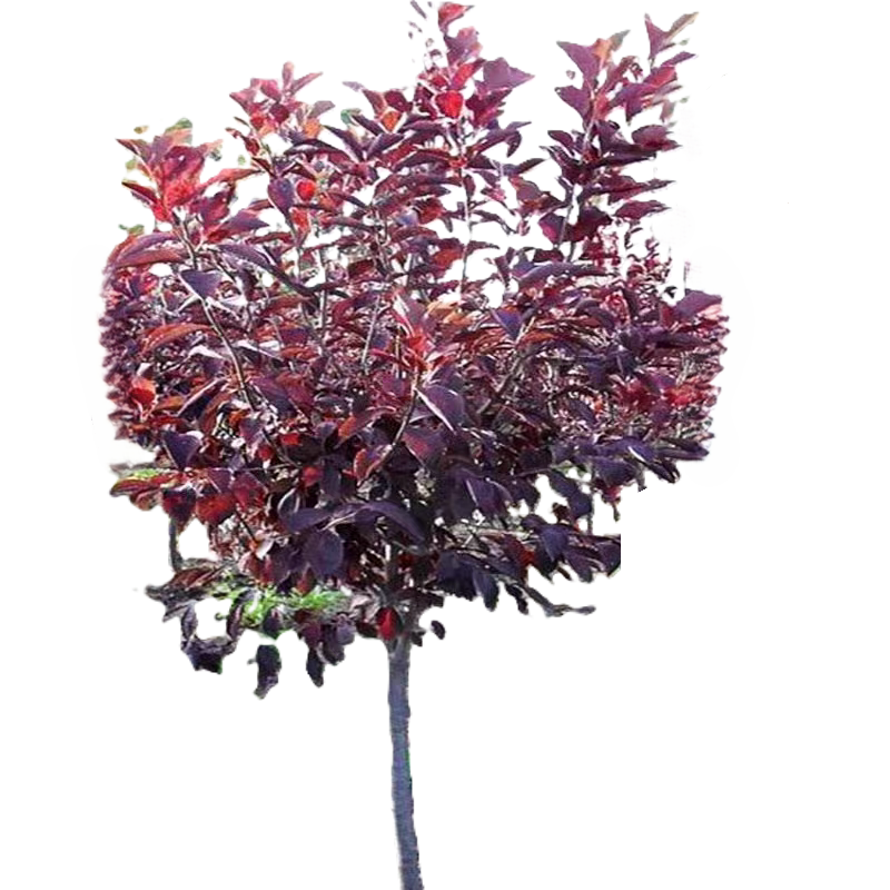 诚智旺 红叶李球 冠幅50cm /棵高清大图